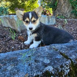 Myrre - Black and tan female Pembroke Welsh Corgi puppy in Fortine, Montana from North Star Pembroke Welsh Corgi's