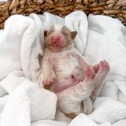 Hattie's Last Chapter- Finale - Parti male Goldendoodle puppy in Russell Springs, Kentucky from Milk & Honey Doodles
