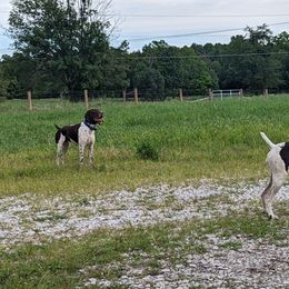 German Shorthaired Pointers from Sanguine Moon Kennel