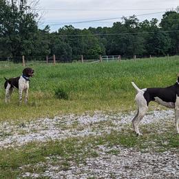 German Shorthaired Pointers from Sanguine Moon Kennel