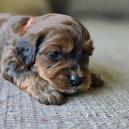 Orange Collar Boy - Tri-color male Cavapoo puppy in Almira, Washington from Cavapoo Cuddles