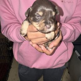 Kara-Archer - Parti male Miniature Schnauzer puppy in Pearland, Texas from K & S Schnauzers