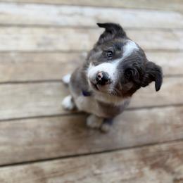 Sapphire - Blue merle female Border Collie puppy in Centerton, Arkansas from Chappell Breeding