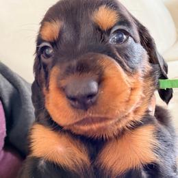 Tristan (green collar) - Black and tan male Dachshund puppy in Loris, South Carolina from Dogwood Mountain Dachshunds