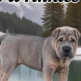 Shiloh - Chinese Shar-Pei