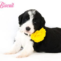 Biscuit - Black and white female Bernedoodle puppy in Diamond Bar, California from Furrytaildoodles