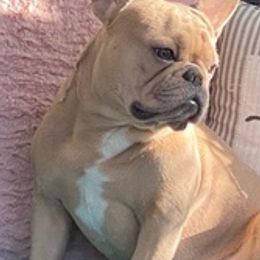 French Bulldogs from Better Breed LLC