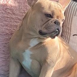 French Bulldogs from Better Breed LLC
