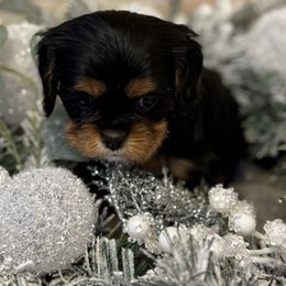 Belle - Black and tan female Cavalier King Charles Spaniel puppy in Salina, Utah from Corner house cavaliers