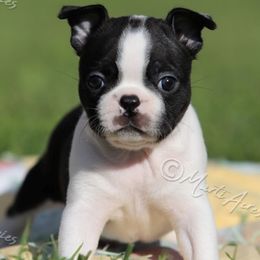 AKC 'Annie' - Black and white female Boston Terrier puppy in Lamar, Missouri from Marti Acres ~ Boston Terrier & Beagles