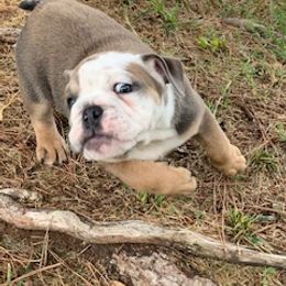 English Bulldog Puppies from Brady’s Bulldogs