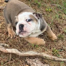 English Bulldog Puppies from Brady’s Bulldogs