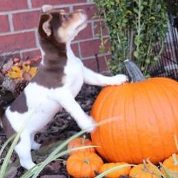 Teddy Roosevelt Terrier Puppies from Travelin' Man Terriers
