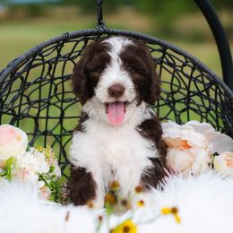 Bordoodle Puppies from 2J 2K Bordoodles