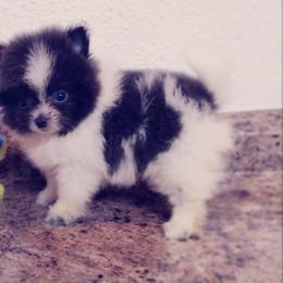 French Bulldog and Pomeranian Puppies from Purrs N Poms