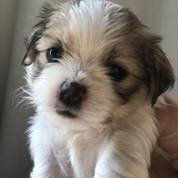 Companion Crosses, Havanese, and Shih Tzus from Growing Whiskers