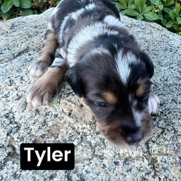Tyler - Blue merle male Aussiedoodle puppy in Bakersfield, California from Annie's Aussies
