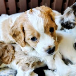 Basil - Blenheim male Cavapoo puppy in Mansfield, Ohio from Oasis Cavapoos