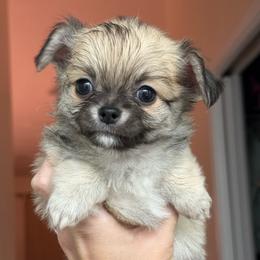 Bubby - Fawn male Chihuahua puppy in Spring Hill, Florida from Stardom Chihuahuas & CKCS