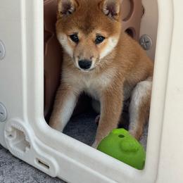 Luigi - Red male Shiba Inu puppy in Elizabeth, New Jersey from Shiba Inu Loving Care