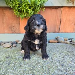 Mollie moose girl 3 - Parti female Saint Berdoodle puppy in Castle Rock, Washington from PNW Saint Berdoodles