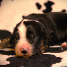 Flicka - Black tri female Miniature Australian Shepherd puppy in Menomonee Falls, Wisconsin from Hunt N Oaks