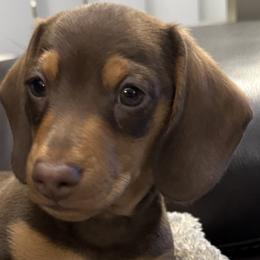 Dachshunds from Michael Egnor
