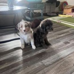 Aussiedoodle, Australian Shepherd, Poodle, Shihpoo, and Shih Tzu Puppies from Rockiń N Kennel