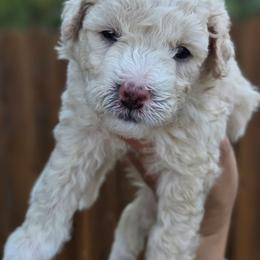 Asher - Apricot male Goldendoodle puppy in Leander, Texas from Doodle Doula