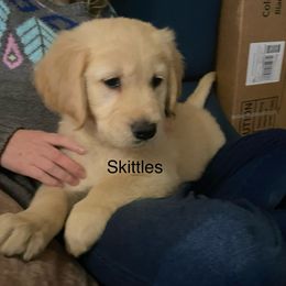 Skittles - Light golden Golden Retriever puppy in Kalamazoo, Michigan from Wildside Acres