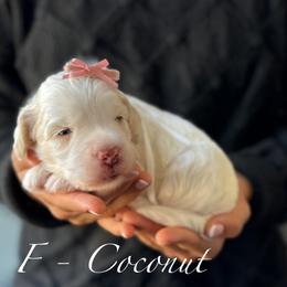 Coconut - Caramel cream female Australian Labradoodle puppy in Morgan Hill, California from Loving Labradoodles
