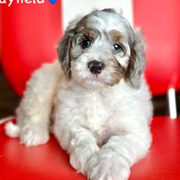 Shad Mayfield - Blue merle male Aussiedoodle puppy in Lancaster, Minnesota from Finney Ranch