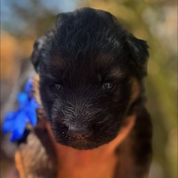 Blue - Black and red male German Shepherd puppy in Wickenburg, Arizona from Vom AshtonHaus German Shepherds
