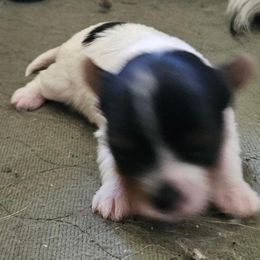 Skipper - Black tan and white male Biewer Terrier puppy in Jamesville, New York from Mark Carfagno's Pups
