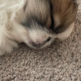 Pekingese Puppies from Della Serra Pekingese
