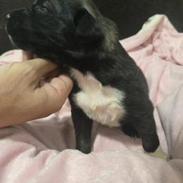 Anatolian Shepherd Dog Puppies from Florida Anatolian Shepherds