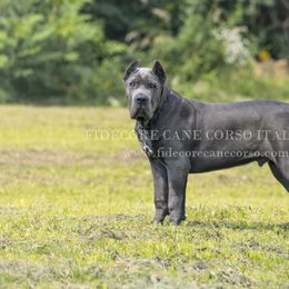 Cane Corso All Grown Up from FIDECORE