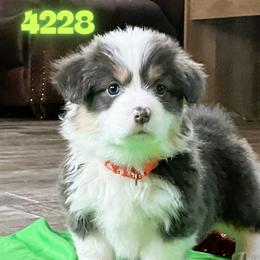 Puppy 7 - Black and tan female Pembroke Welsh Corgi puppy in Port Republic, Maryland from Bestfurends