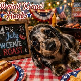 Hank - Dapple male Dachshund puppy in Hudson, Michigan from Mittentail Kennel Miniature Dachshunds & Australian Shepherds
