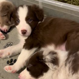 Harvest - Red male Border Collie puppy in Lakeview, Michigan from Haven Creek Farm