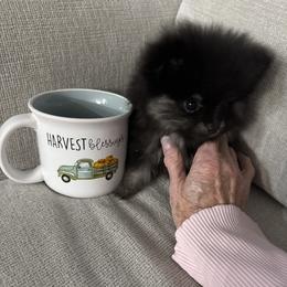 Boy 2 - Black and tan male Pomeranian puppy in Boaz, Alabama from Moody’s Poms