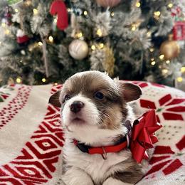 Cranberry - Sable female Pembroke Welsh Corgi puppy in Norman, Oklahoma from Charm Farm Corgis