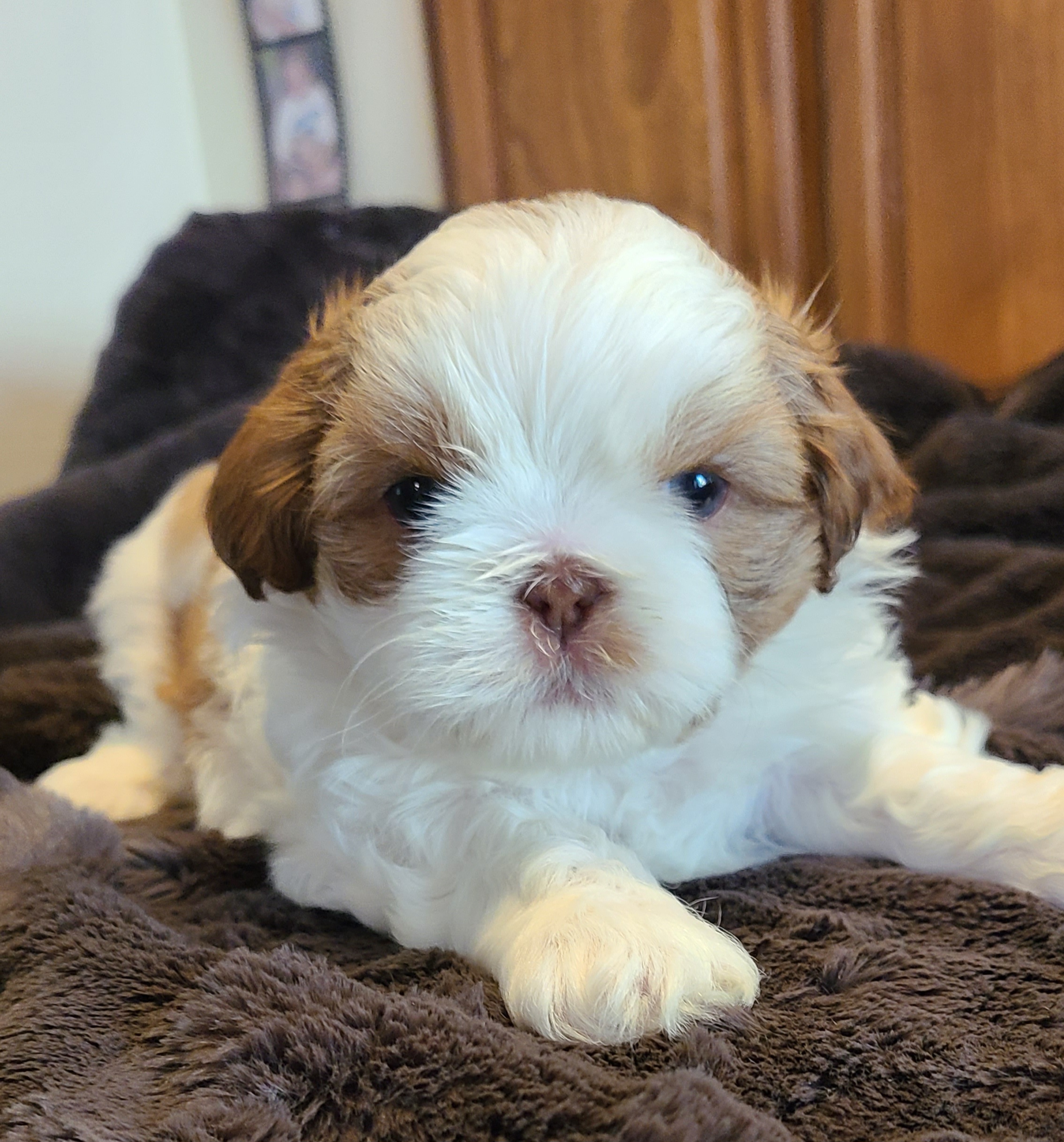 Shih Tzu Puppies from SuLynnes Shih Tzus