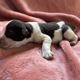 Preston - Parti male Miniature Schnauzer puppy in Plaucheville, Louisiana from Honey Doux Southern Paws
