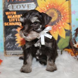 Little Rex - Liver male Miniature Schnauzer puppy in Gary, Texas from Beards Little Schnauzers