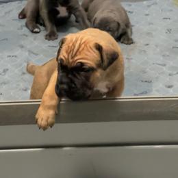 Tumbler - Fawn male Cane Corso puppy in Conroe, Texas from Miracle City
