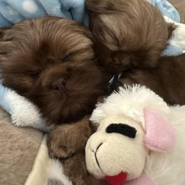 Shih Tzu Puppies from Wood Foo Breeders