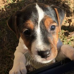 Jack Russell Terrier Puppies from Rock Chalk Terriers