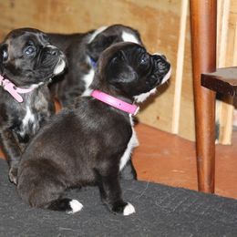 Boxer Puppies from Boxkarr Boxers