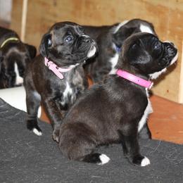 Boxer Puppies from Boxkarr Boxers